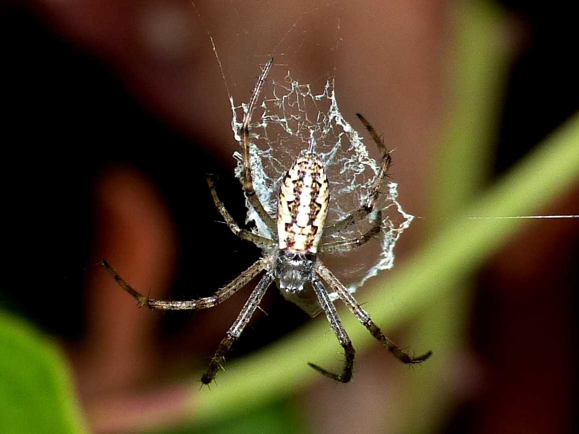 Giovane maschio di Argiope bruennichi? - S. Teresa G. (OT)